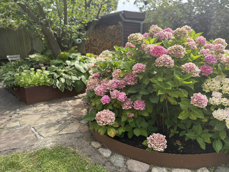 Bedringe-hortensia-no