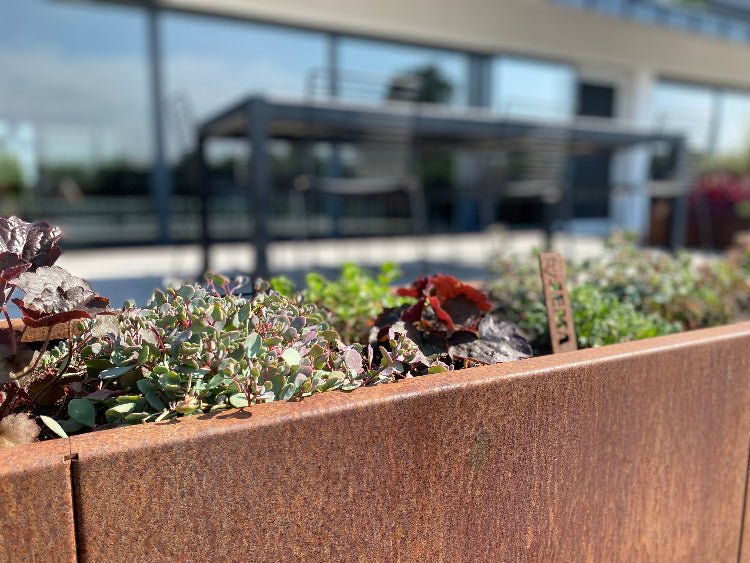 Cortenstaal-plantekasse-sedum1-no