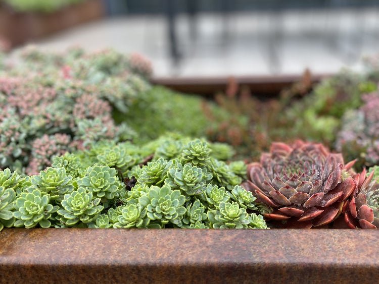 Cortenstaal-plantekasse-sedum10-no