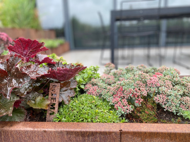 Cortenstaal-plantekasse-sedum12-no