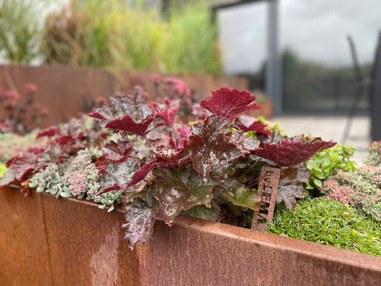 Cortenstaal-plantekasse-sedum3-no