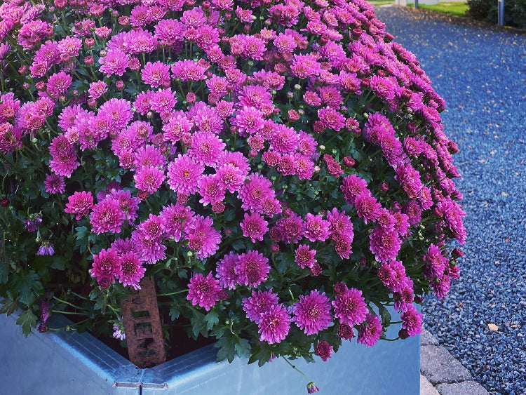 EDGY-plantekasse-med-lilla-blomster-no