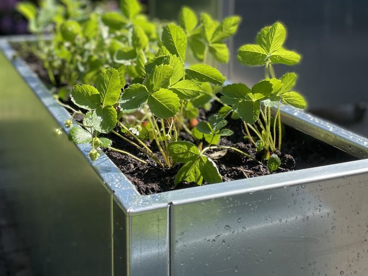 Galvaniseret-plantekasse1-no