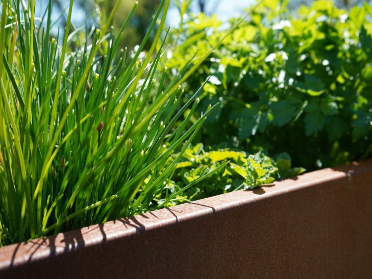 Groentsager-krydderurter-plantekasse-no