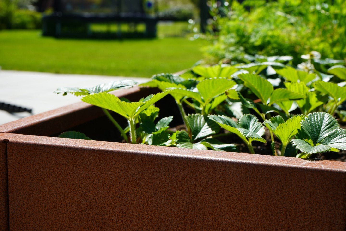 Jordbaer-cortenstaal-foraar-no