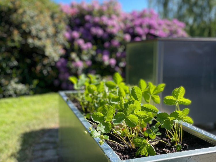 Plantekasse-galvaniseret-staal-CUBY4-no