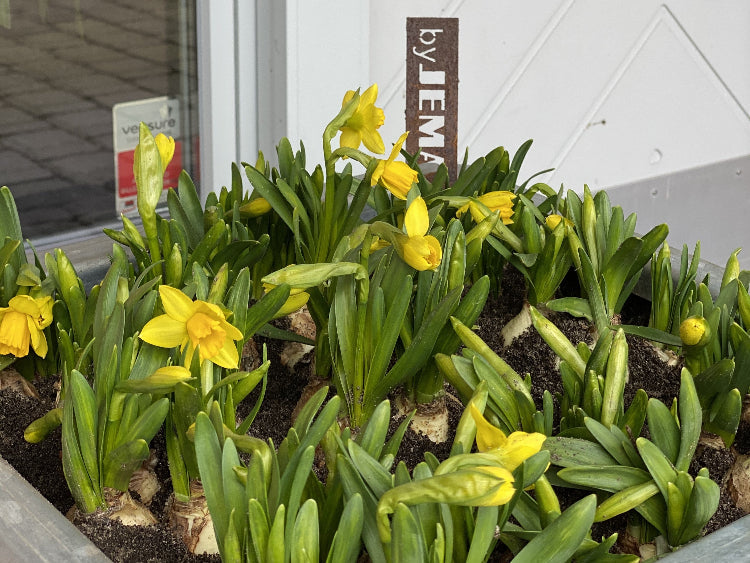 Plantekasse-galvaniseret-staal15-no