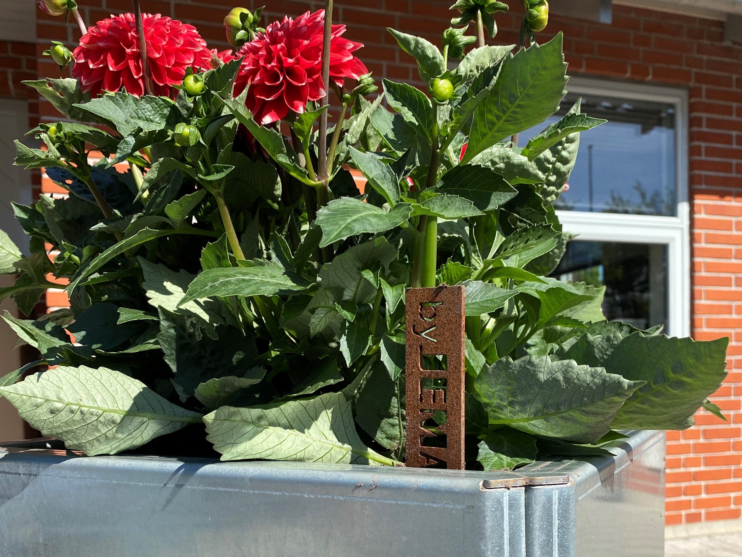 Plantekasse-galvaniseret-staal5-no