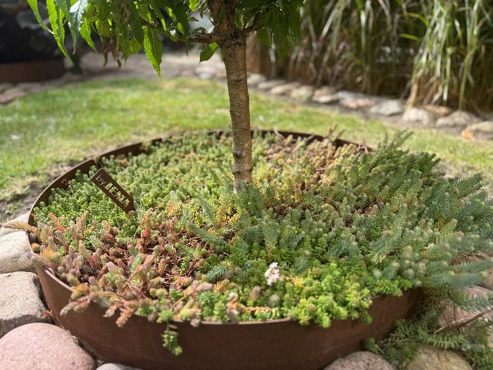 Rund bedring i cortenstål rundt tre med bunndekkende planter og stein