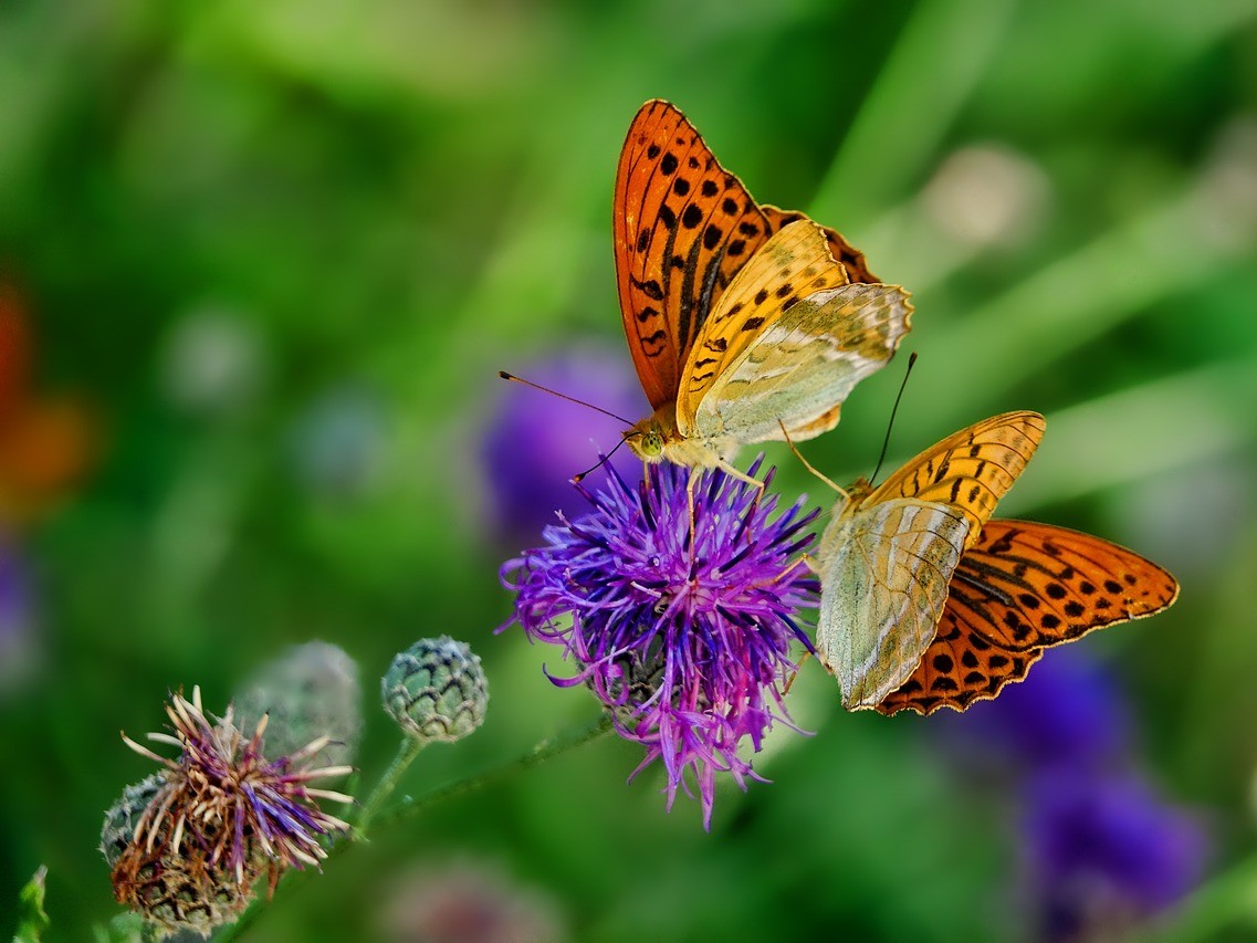 butterflies-3