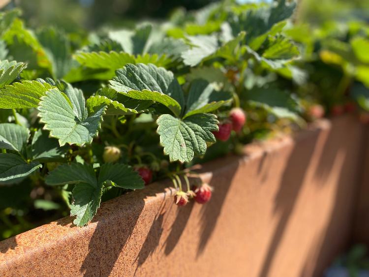 cortenstaal-graesser-detalje3-no