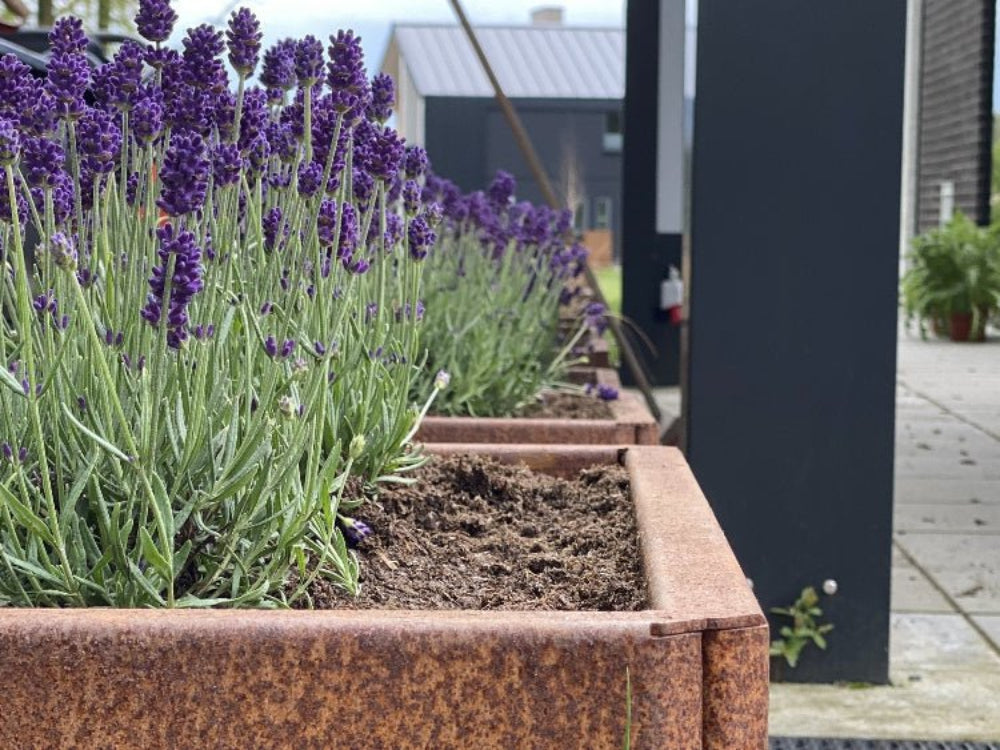 Nærbilde av EDGY høybed i cortenstål med lavendel