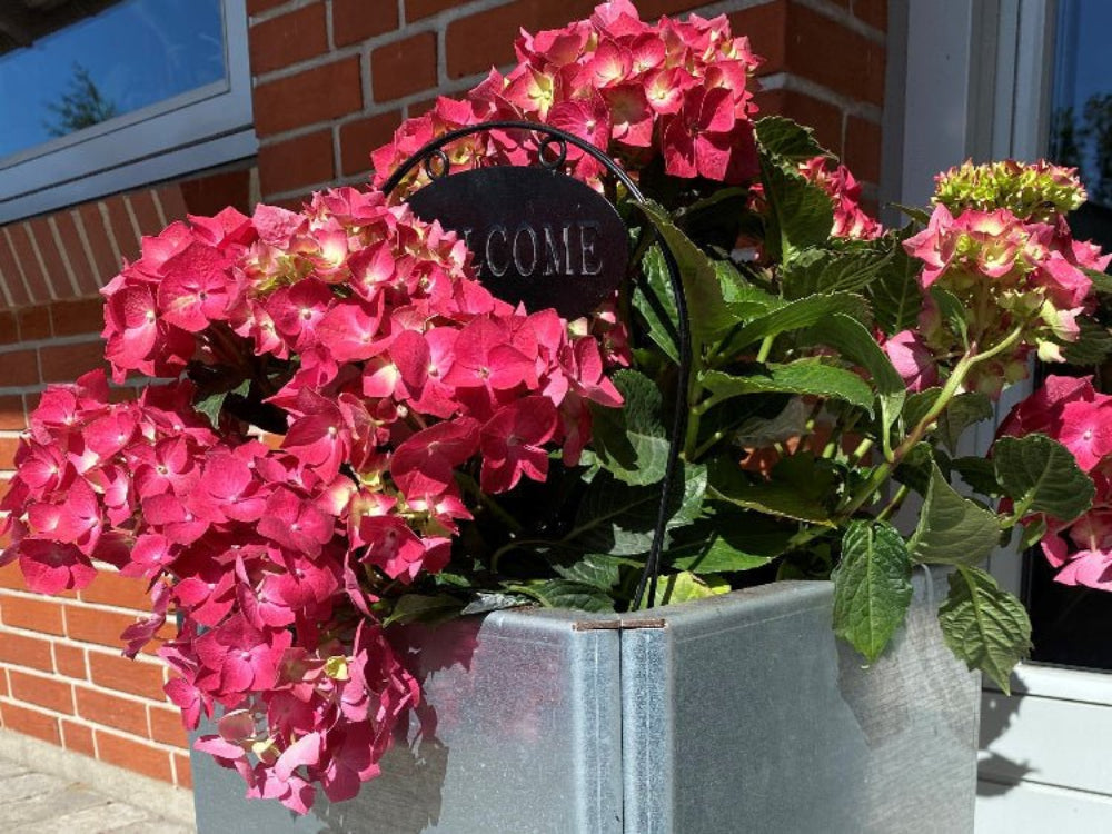 Detalj av EDGY plantekasse i galvanisert stål med hortensia