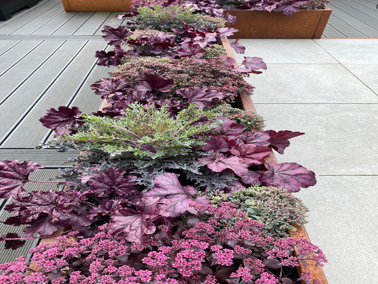 efteraars-planter-lilla-no