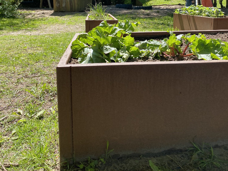 hoejbede-rabarber-boernehave-no