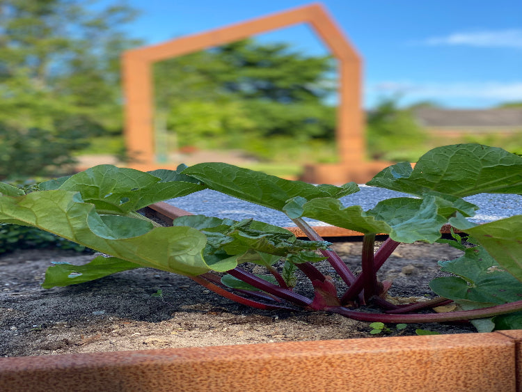 raabarber-planter-i-hoejbed-no