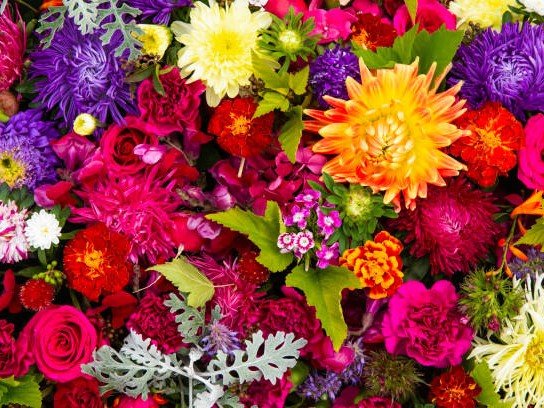 10 sommerblomster til hagen din