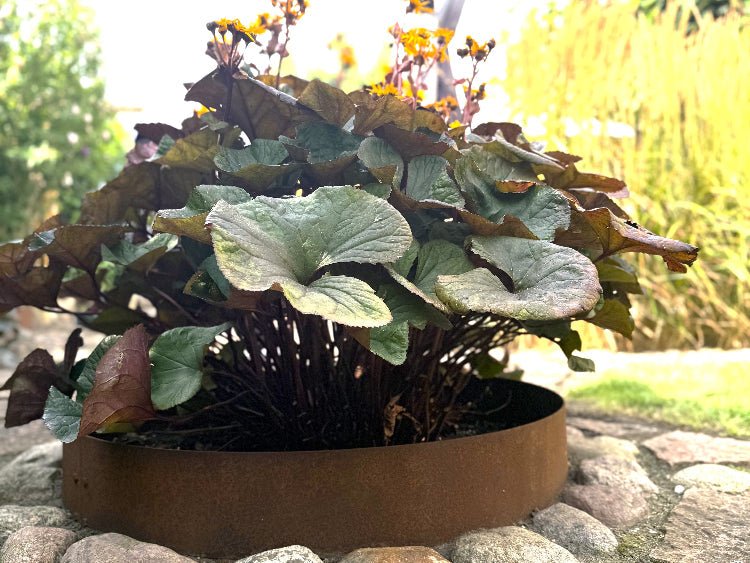 Runde blomsterkasser i cortenstål