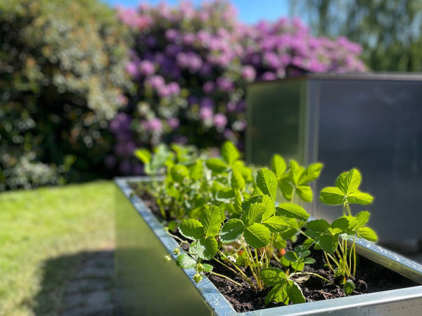 Blomsterkasser i stål - Den ultimate løsningen for et stilrent uterom () Blomsterkasser i stål - Den ultimate løsningen for et stilrent uterom