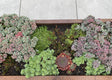 Cortenstaal-plantekasse-sedum4-no