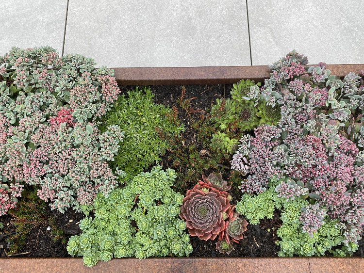 Cortenstaal-plantekasse-sedum4-no