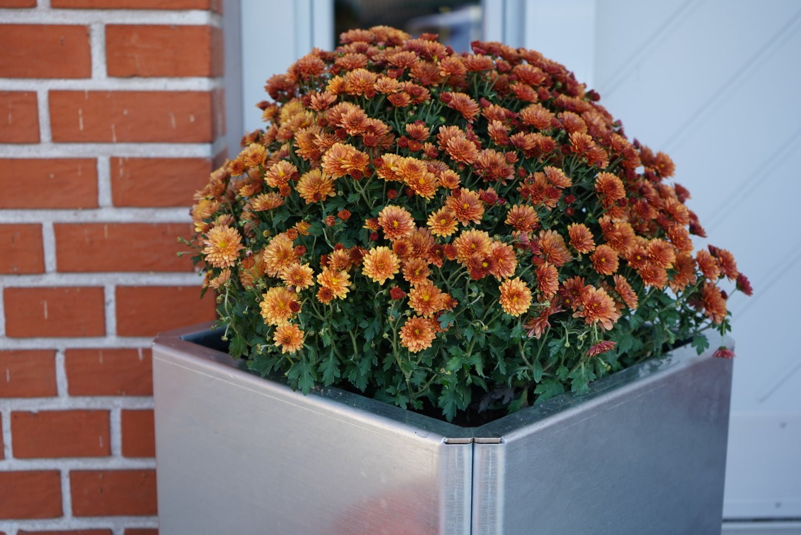 EDGY-efteraarsblomster1-no