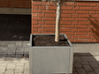 Galvaniseret-60-oliventrae-no