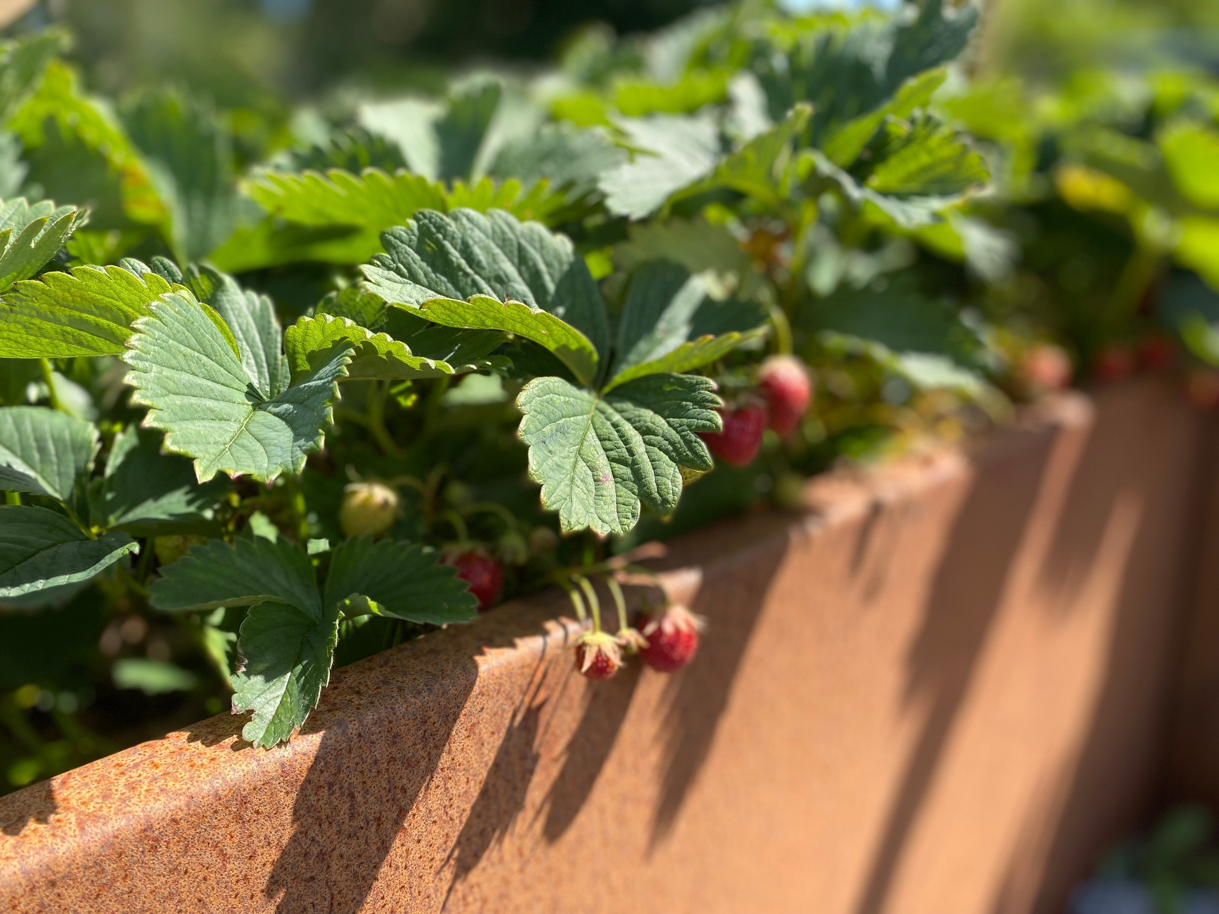 Jordbaer-i-hoejbed-byJEMA-no