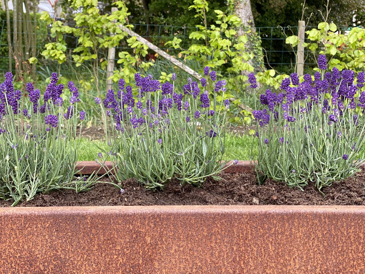 Lavendel-i-cortenstaal-plantekasse-no