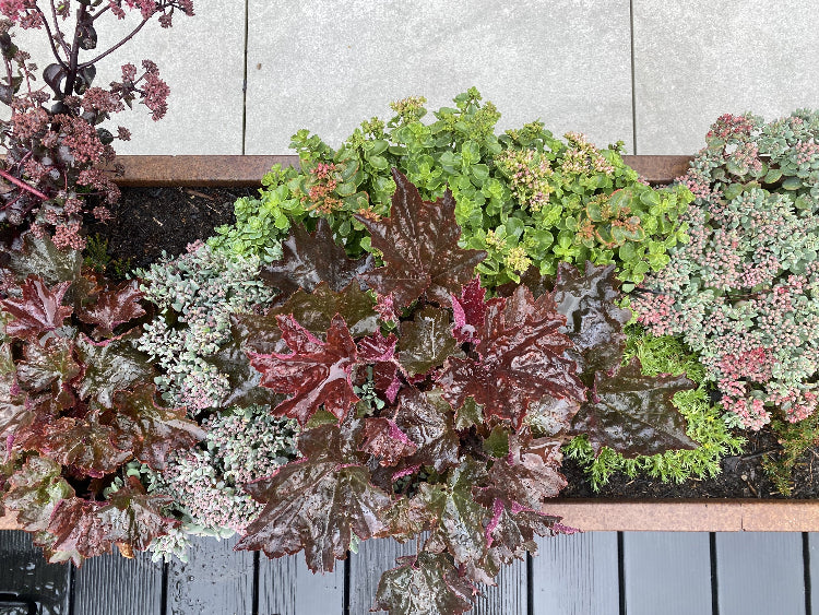 Sedum-i-cortenstaals-plantekasse1-no