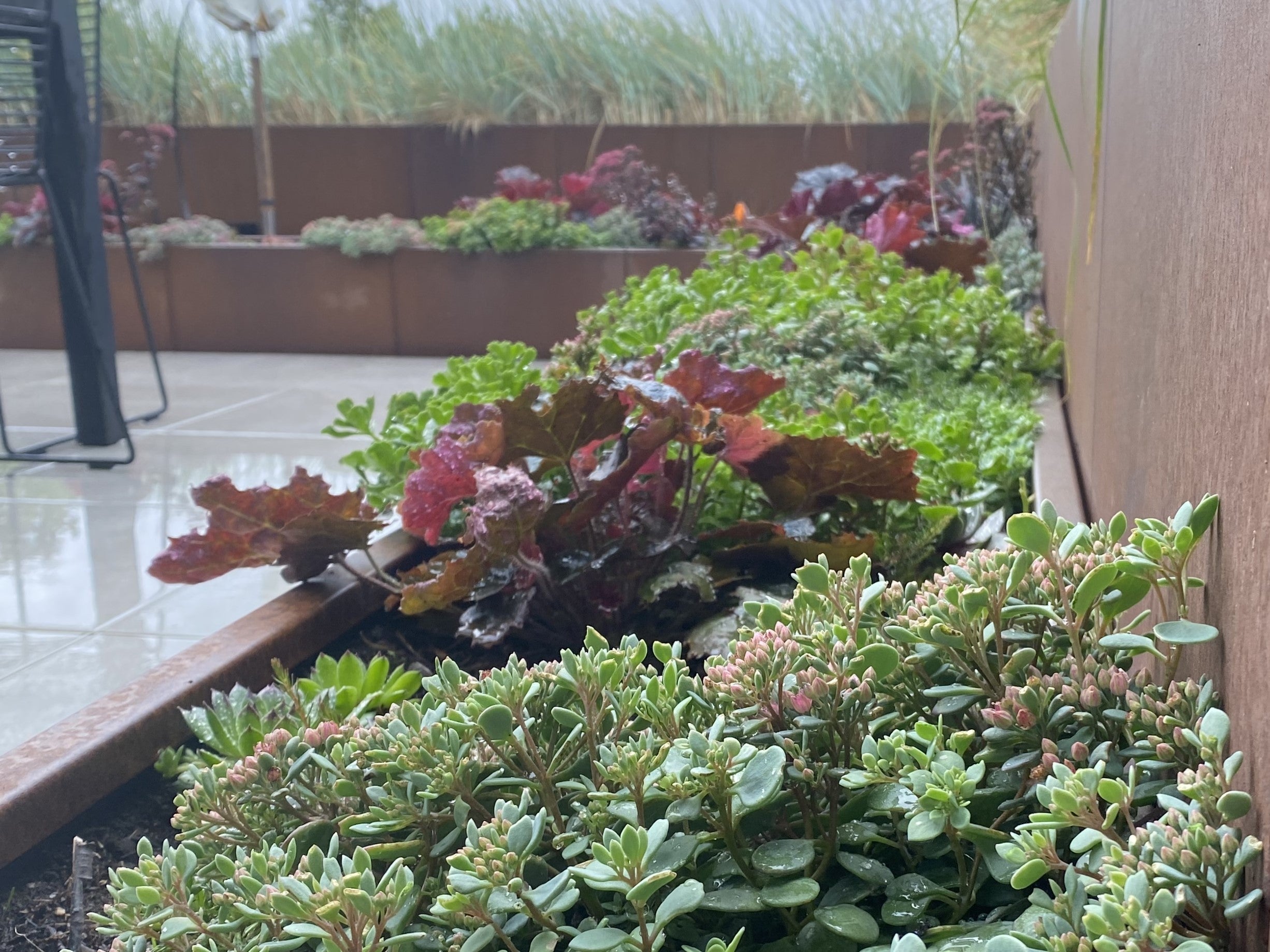 Smuk-sedum-i-cortenstaal-no