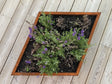 Specialmaals-plantekasse-med-lavendel-no