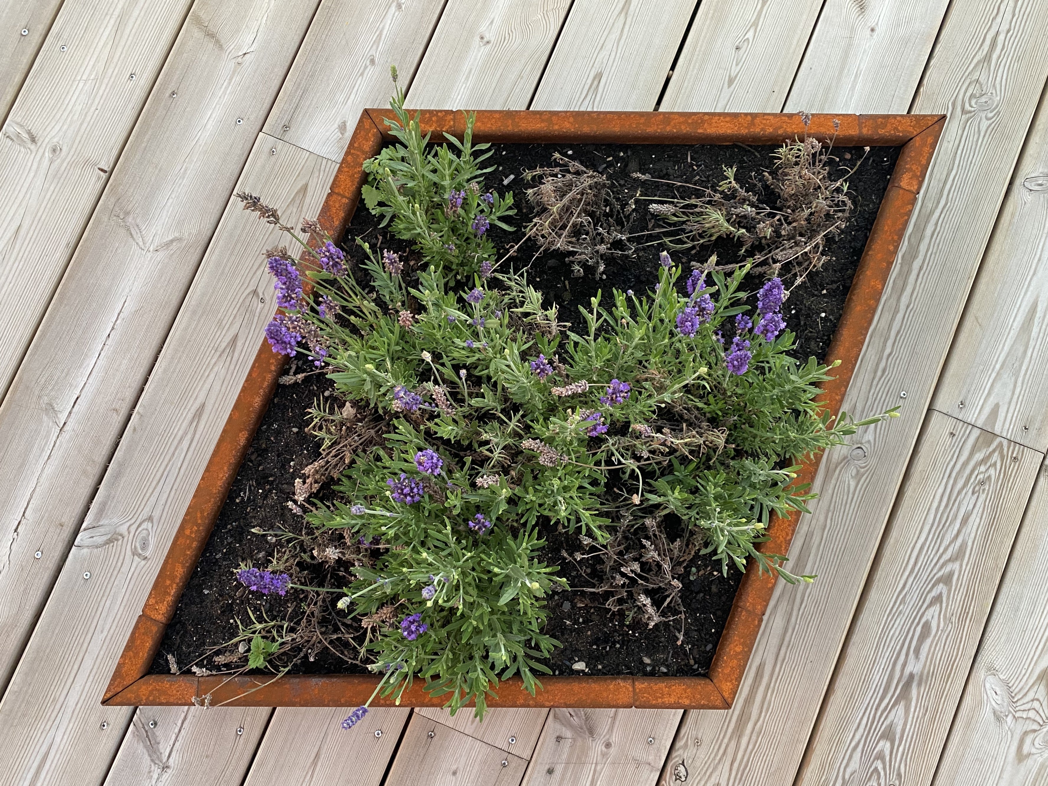 Specialmaals-plantekasse-med-lavendel-no