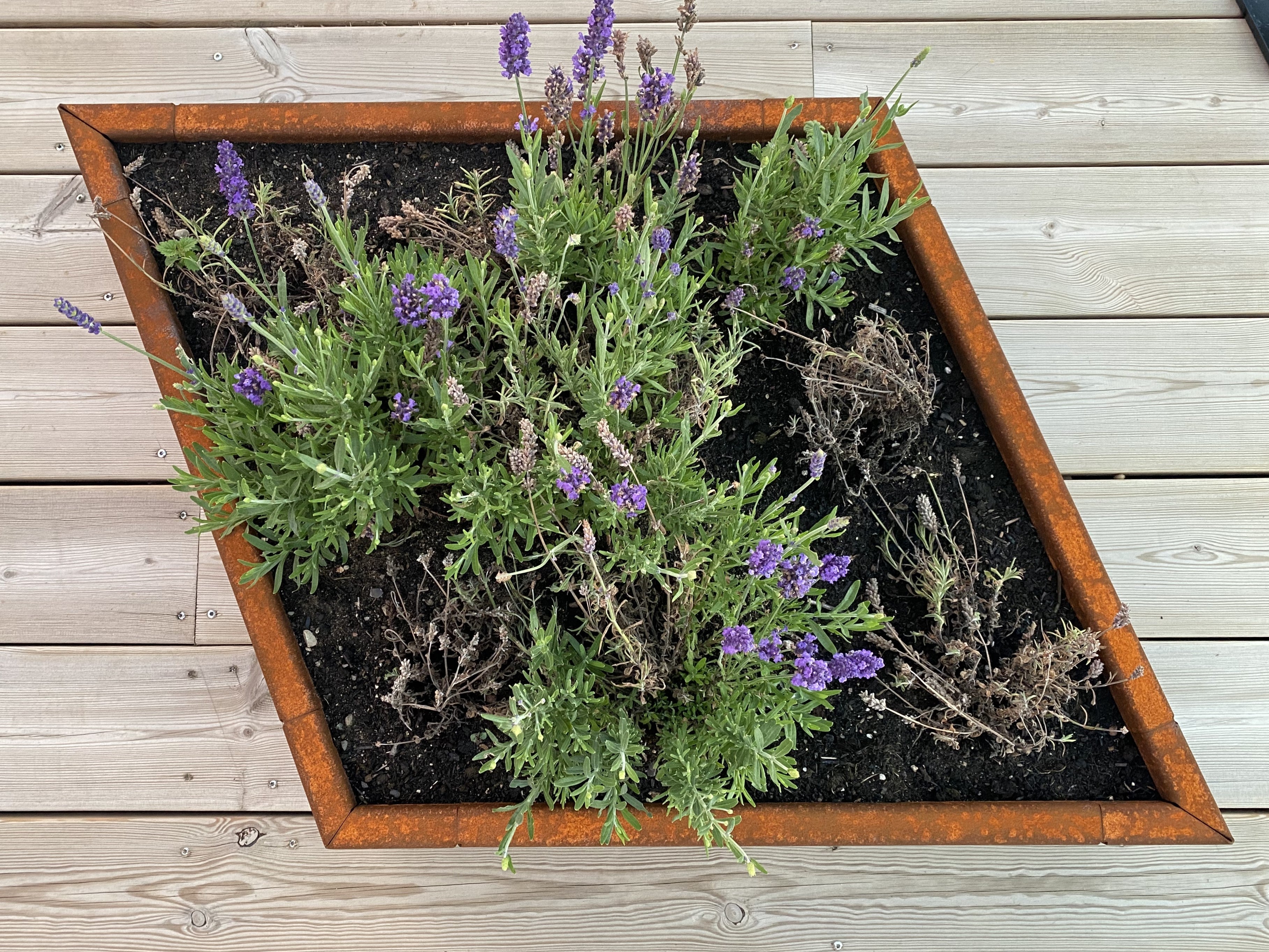 Specialmaals-plantekasse-med-lavendel2-no