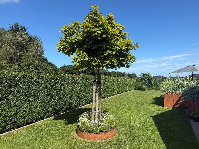 Rund bedring i cortenstål med planter ved hekk i hagen