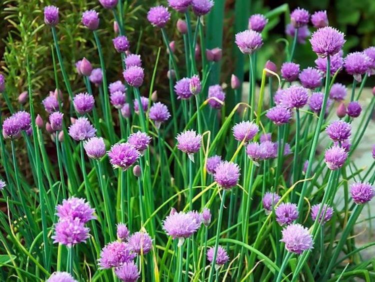 chives-purloeg-no