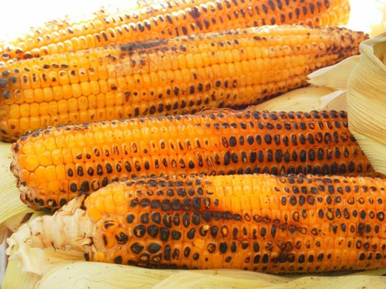 corn-majskolbe-no