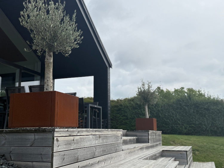 corten-60-oliventrae1-no