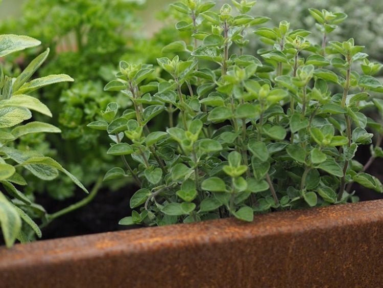 cuby-hoejbed-corten-krydderurter-no