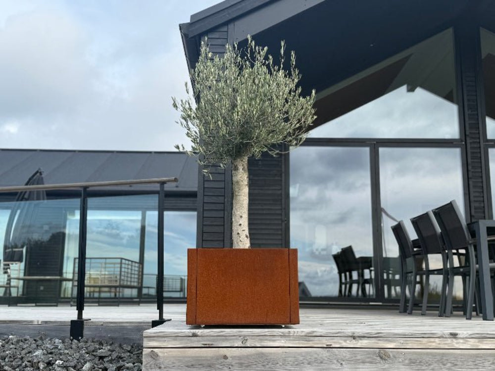 CUBY plantekasse i cortenstål med oliventre på terrasse