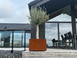 CUBY plantekasse i cortenstål med oliventre på terrasse