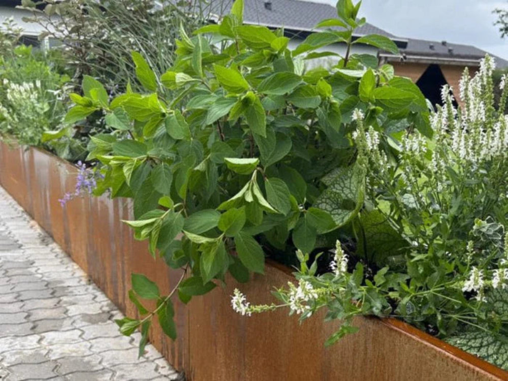 CUBY plantekasse i cortenstål med urter i nærbilde