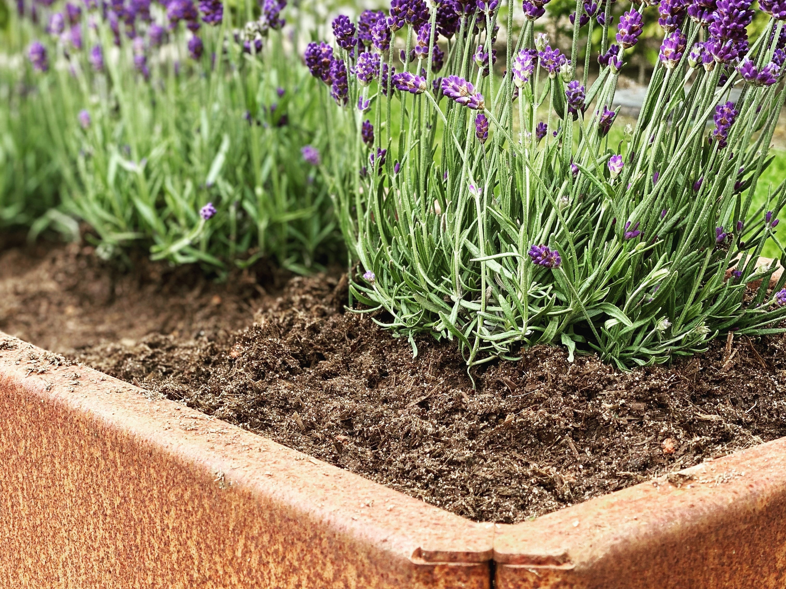 detalje-lavendel-cortenstaal-no