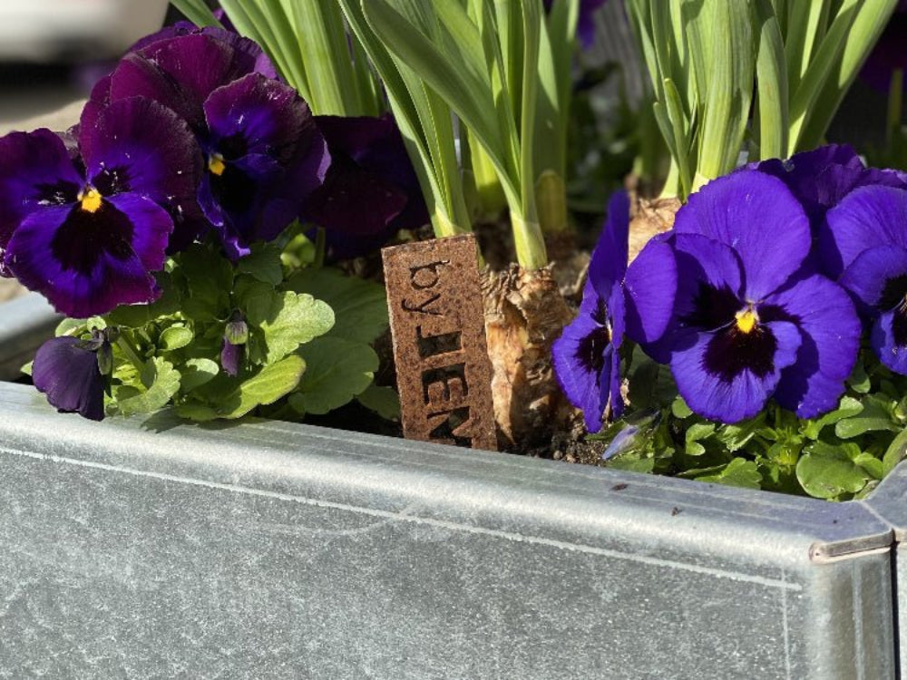 Galvanisert EDGY høybed med lilla blomster