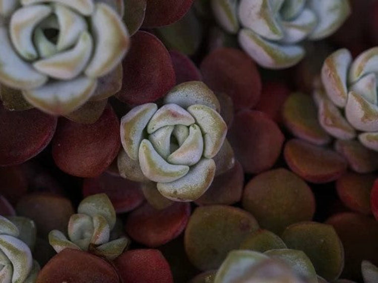 flowers-sedum-no
