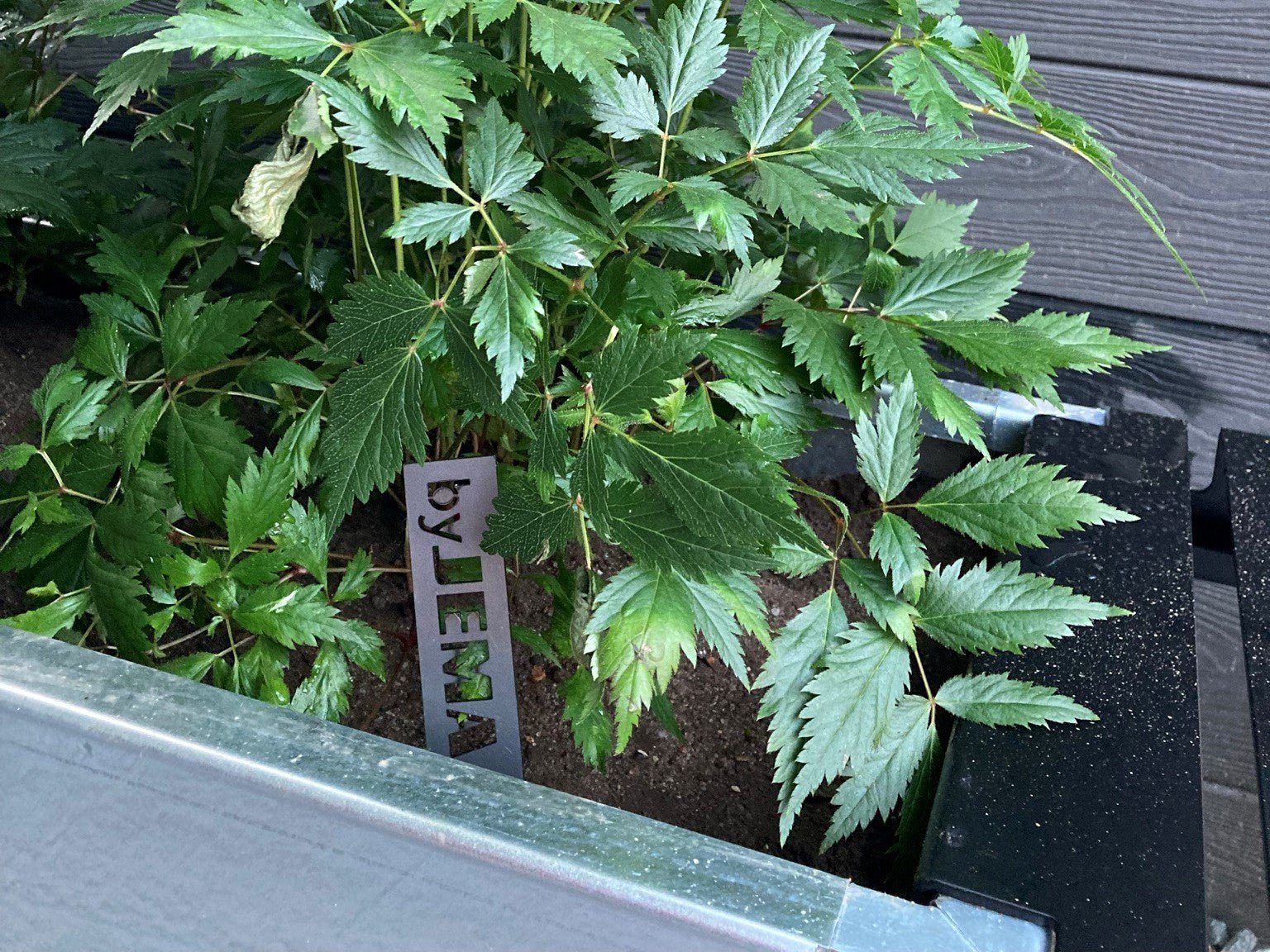 galva-planteskilte-have-no