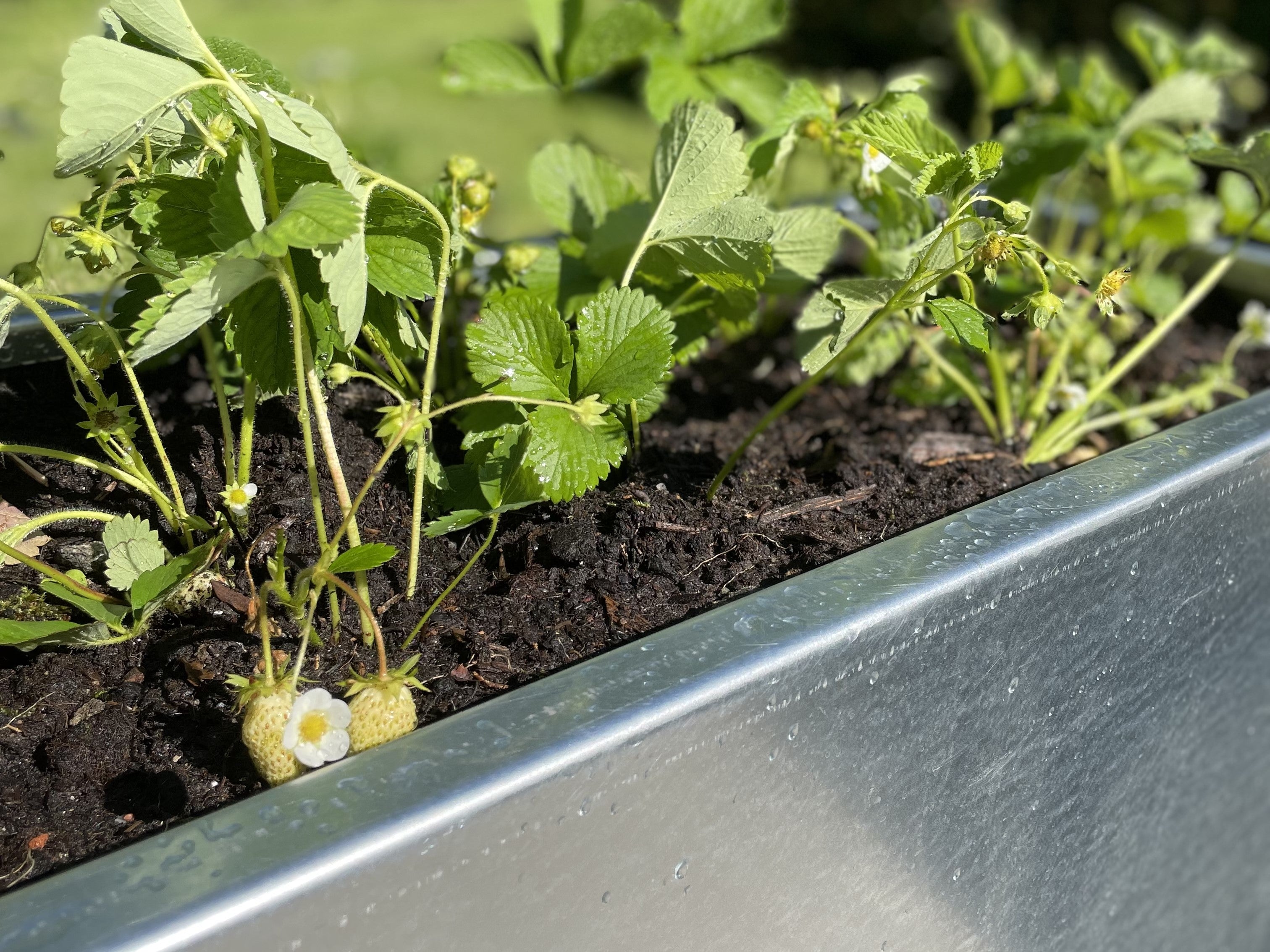 galvaniseret-jordbaer-planter-no