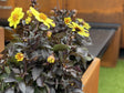 gule-blomster-showroom-happy-days-no