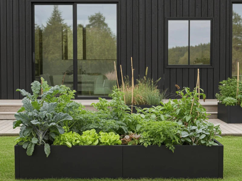 Høybed i svart stål med kål, salat og urter