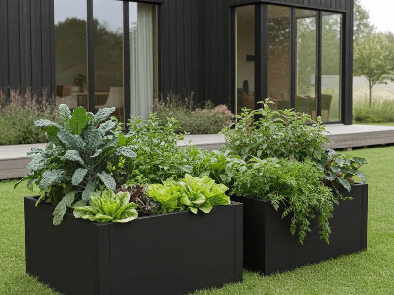 Høybed i svart stål med salat, kål og urter ved moderne bolig